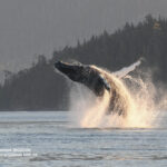 A humpback whale breaching.