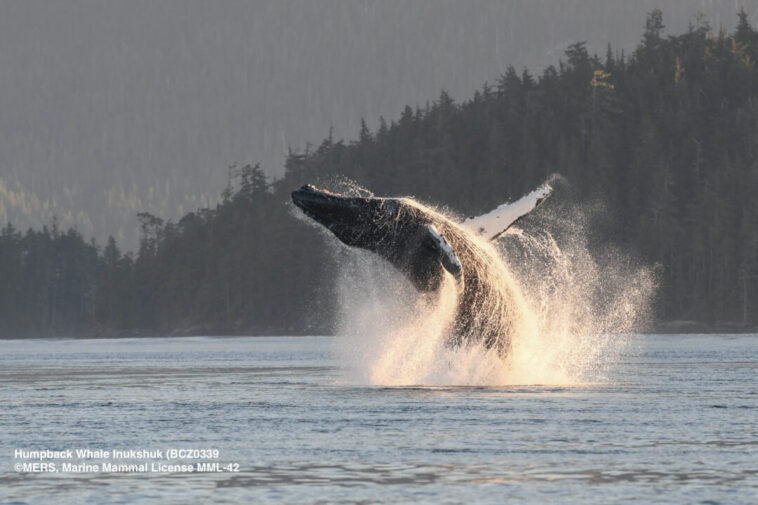 A humpback whale breaching.