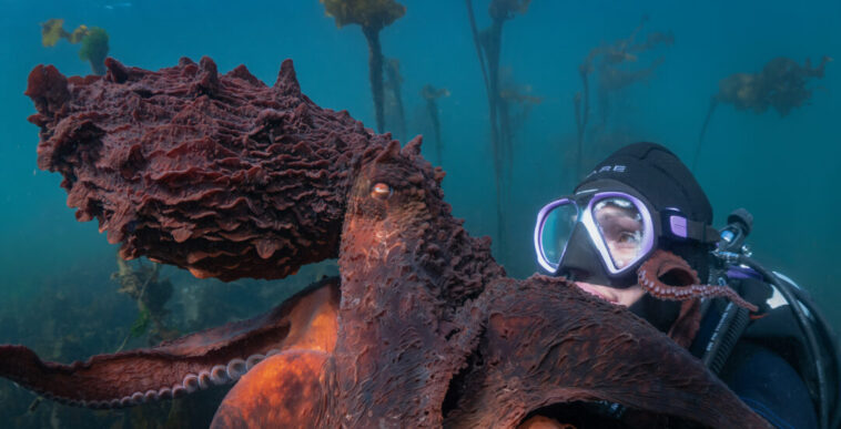 Octopus expert and diver Krystal Janicki, clad in scuba gear, poses next to a giant Pacific octopus while filming underwater