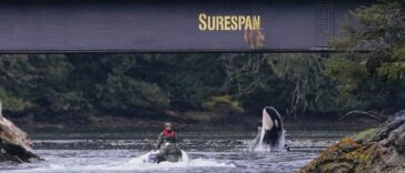 Rescuers in a boat next to Brave Little Hunter as she breaches out of the water underneath the Zeballos causeway