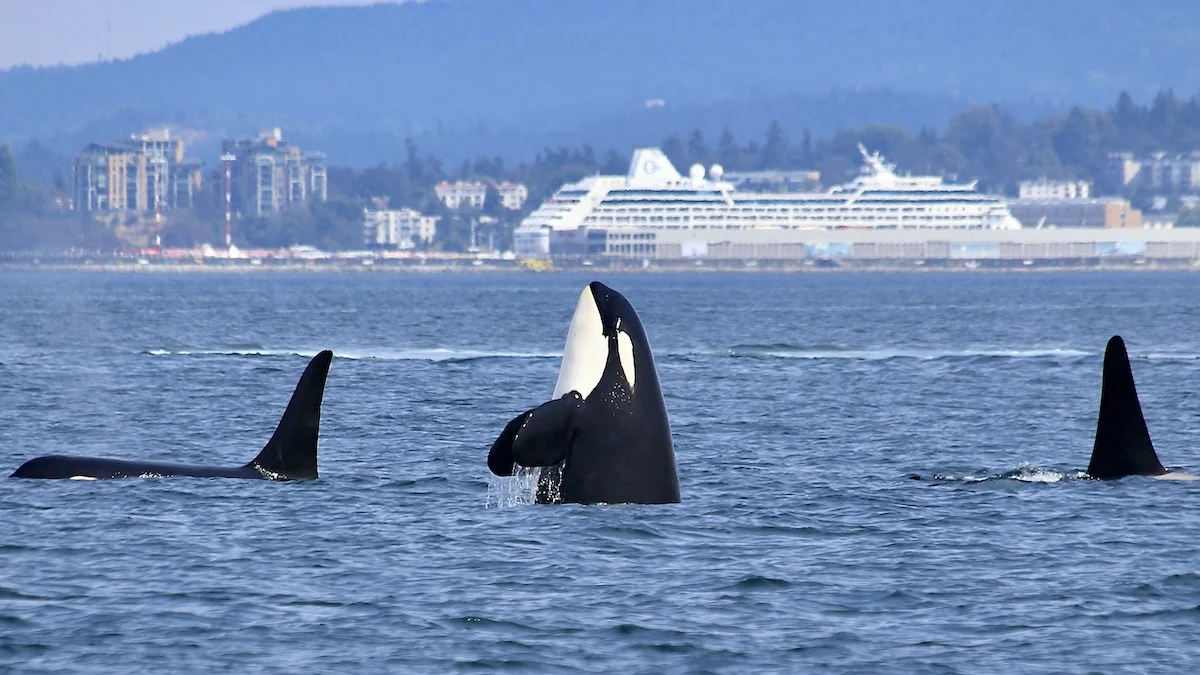 A group of three orca swimming with a cruise terminal in the background. The middle orca is spyhopping.