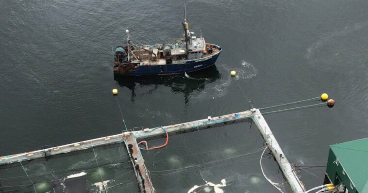 An aerial view of a fish farm owned by Grieg Seafood British Columbia, showing a vessel next to the pens and an unidentified white substance in the water.