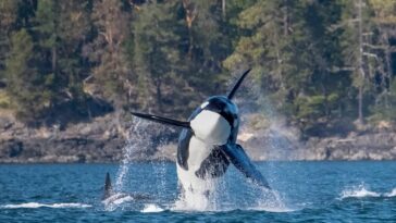 An orca breaching from the waters, with another orca behind it mostly submerged